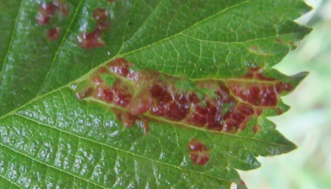 Close-up deformation