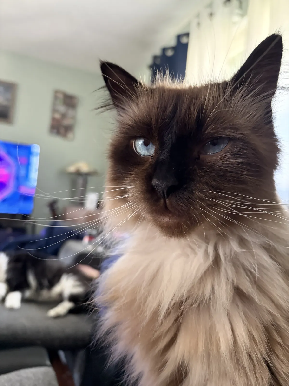 ragdoll cat also looking sassy