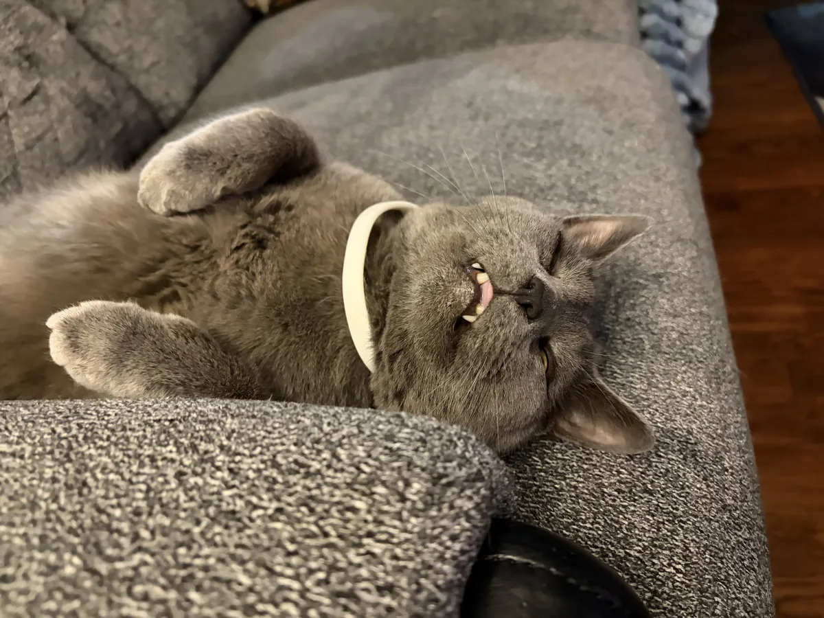 grey cat cheesin on the couch