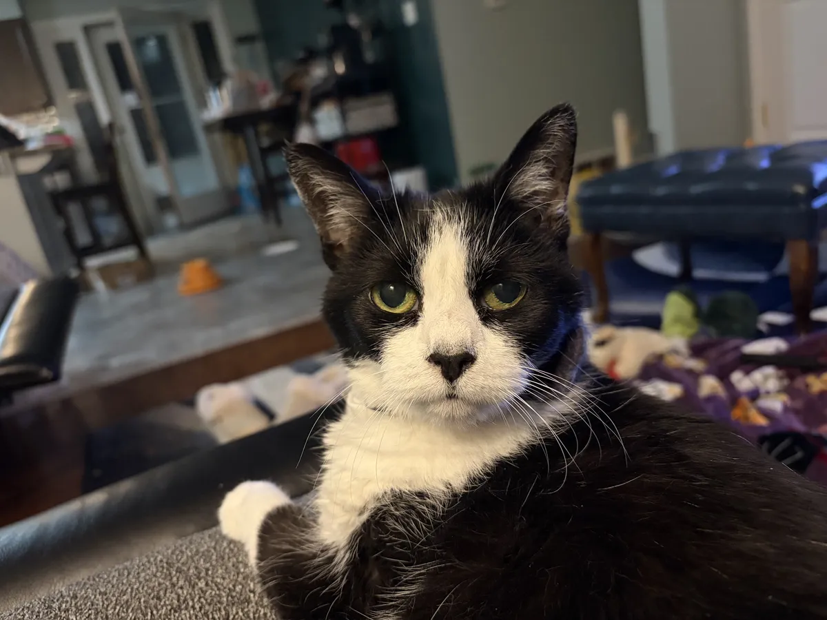 black and white cat being sassy