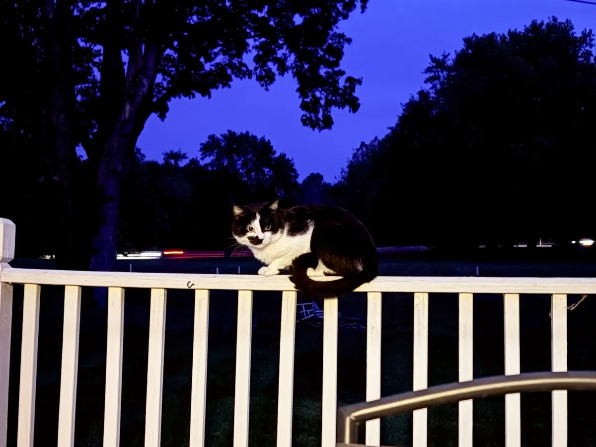 another black and white cat, sitting on the porch railing while a car drives by