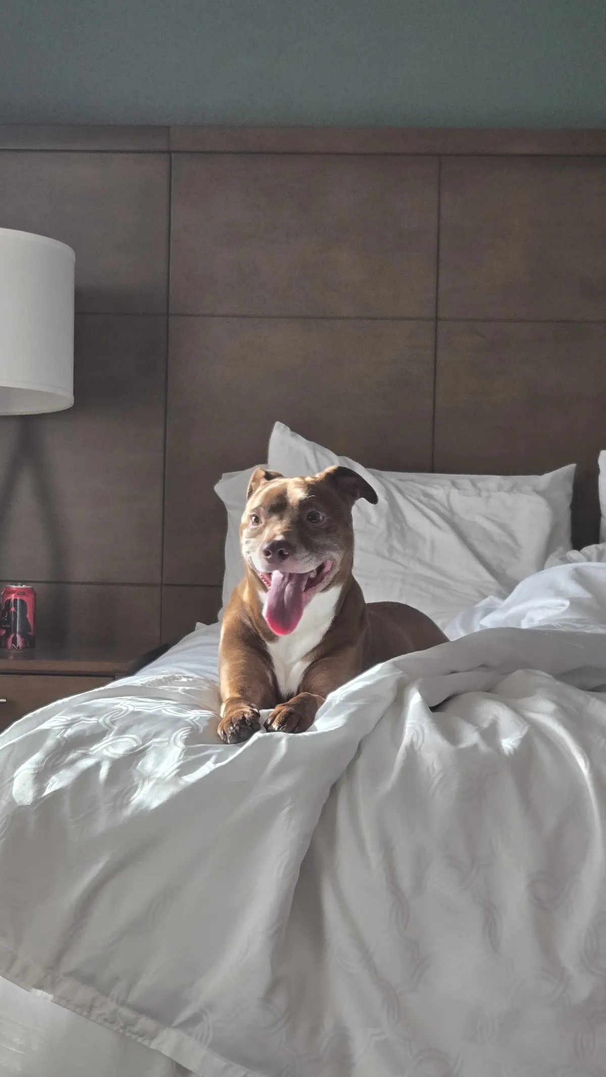 My dog Hummus on a hotel bed