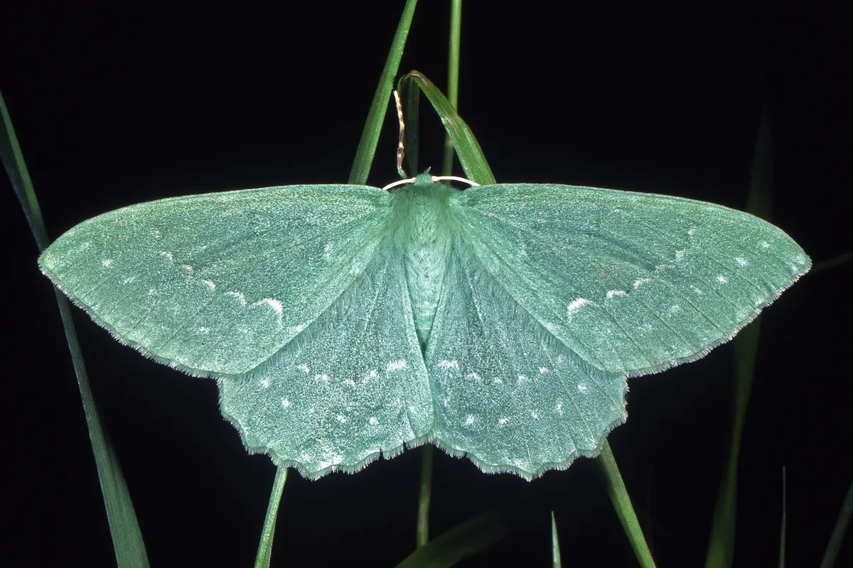 geometridae