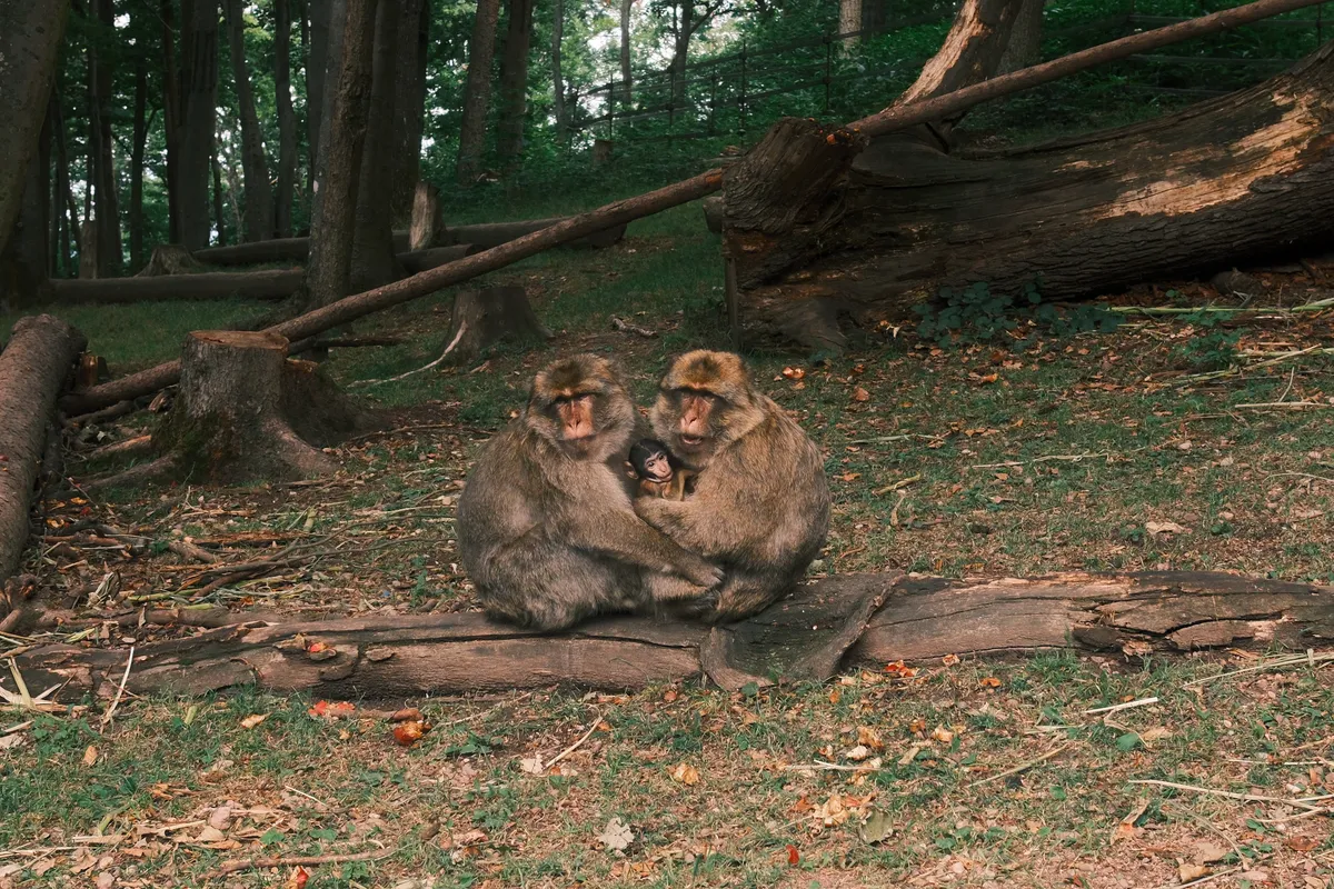 Monkey family including their baby