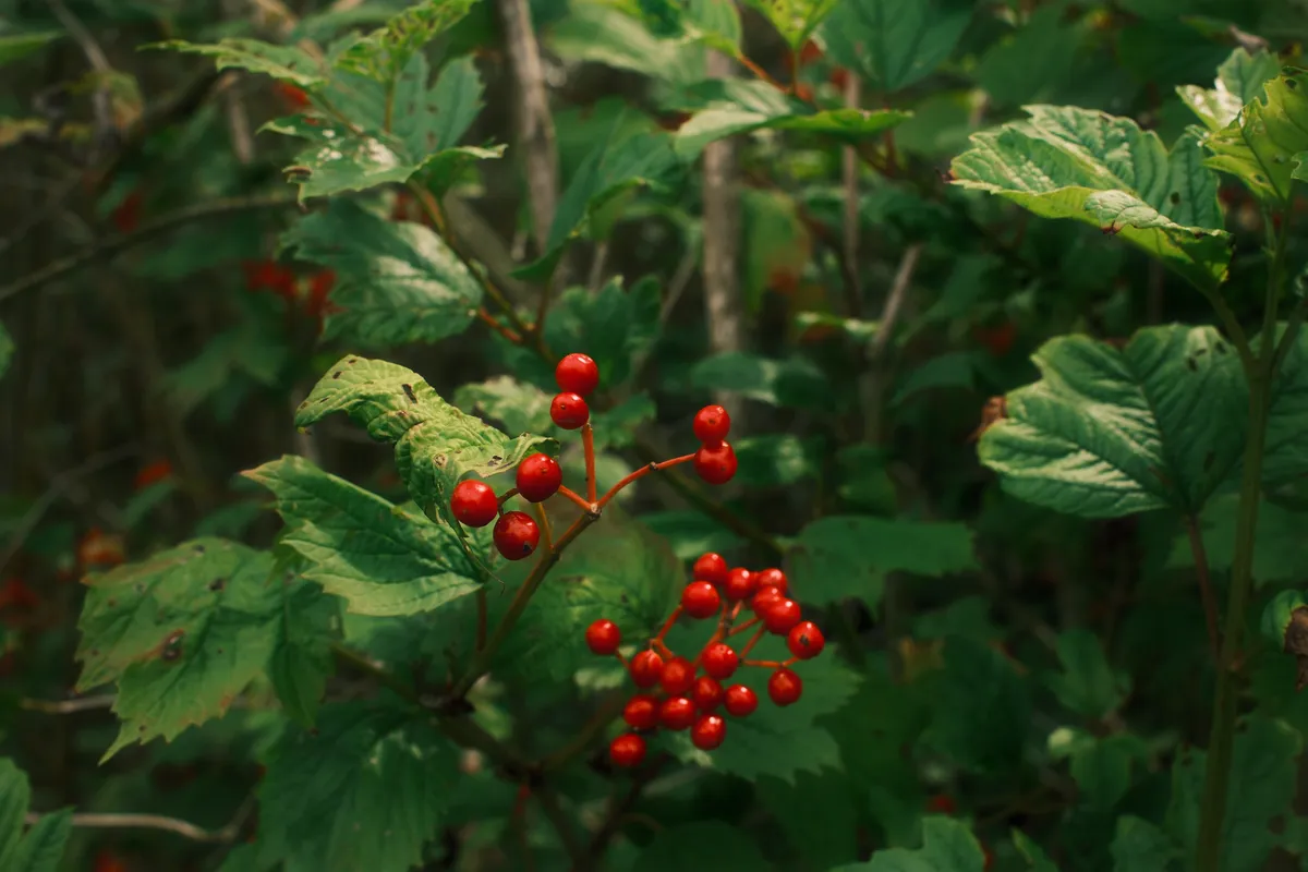Red berries on a green background