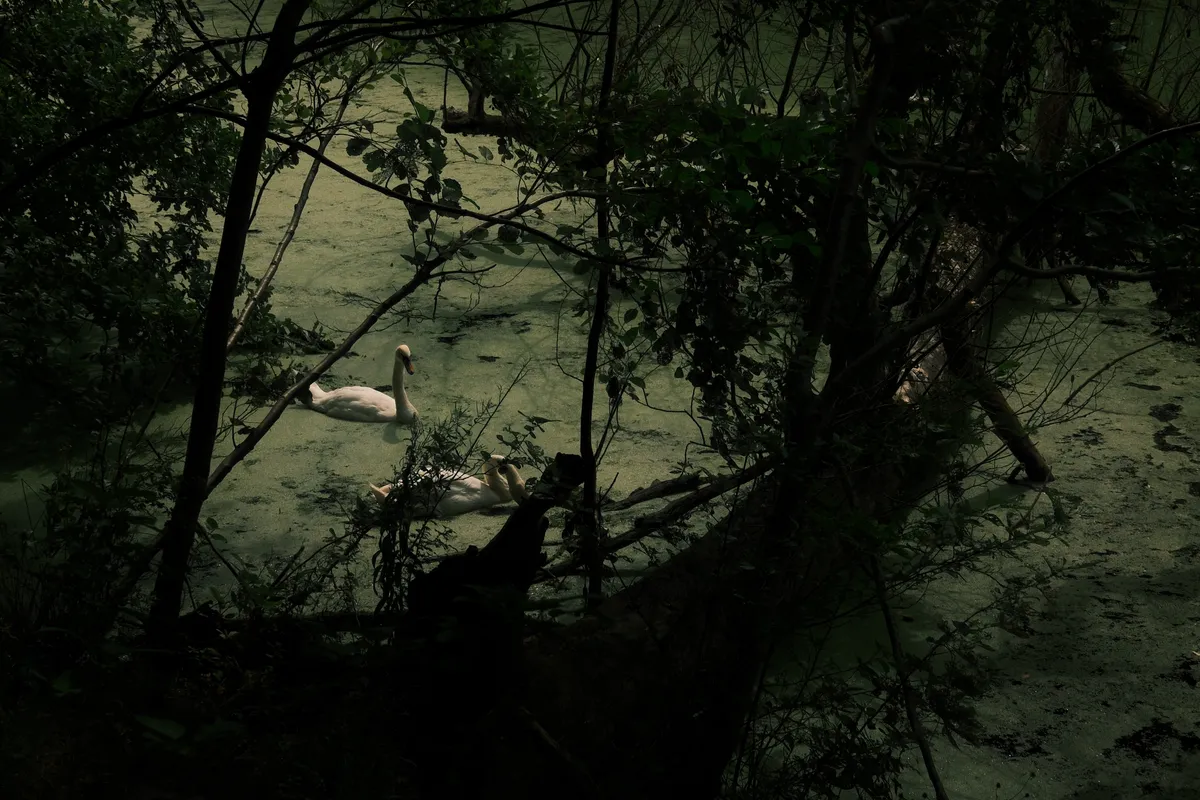 Swans