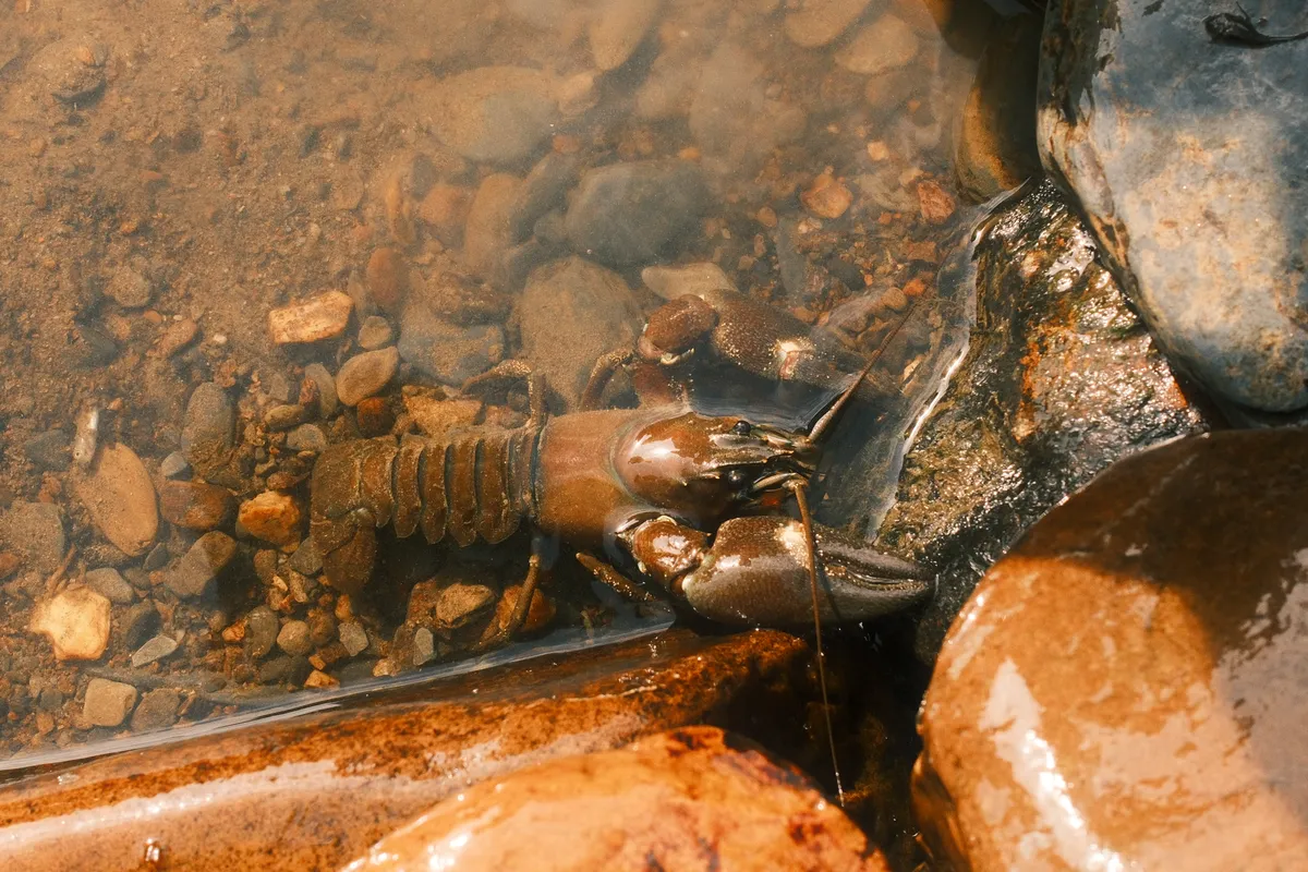 River lobster