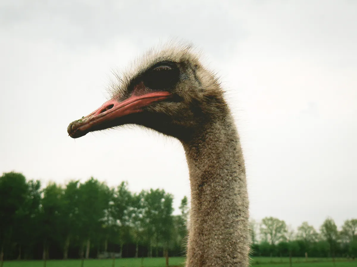 Ostrich