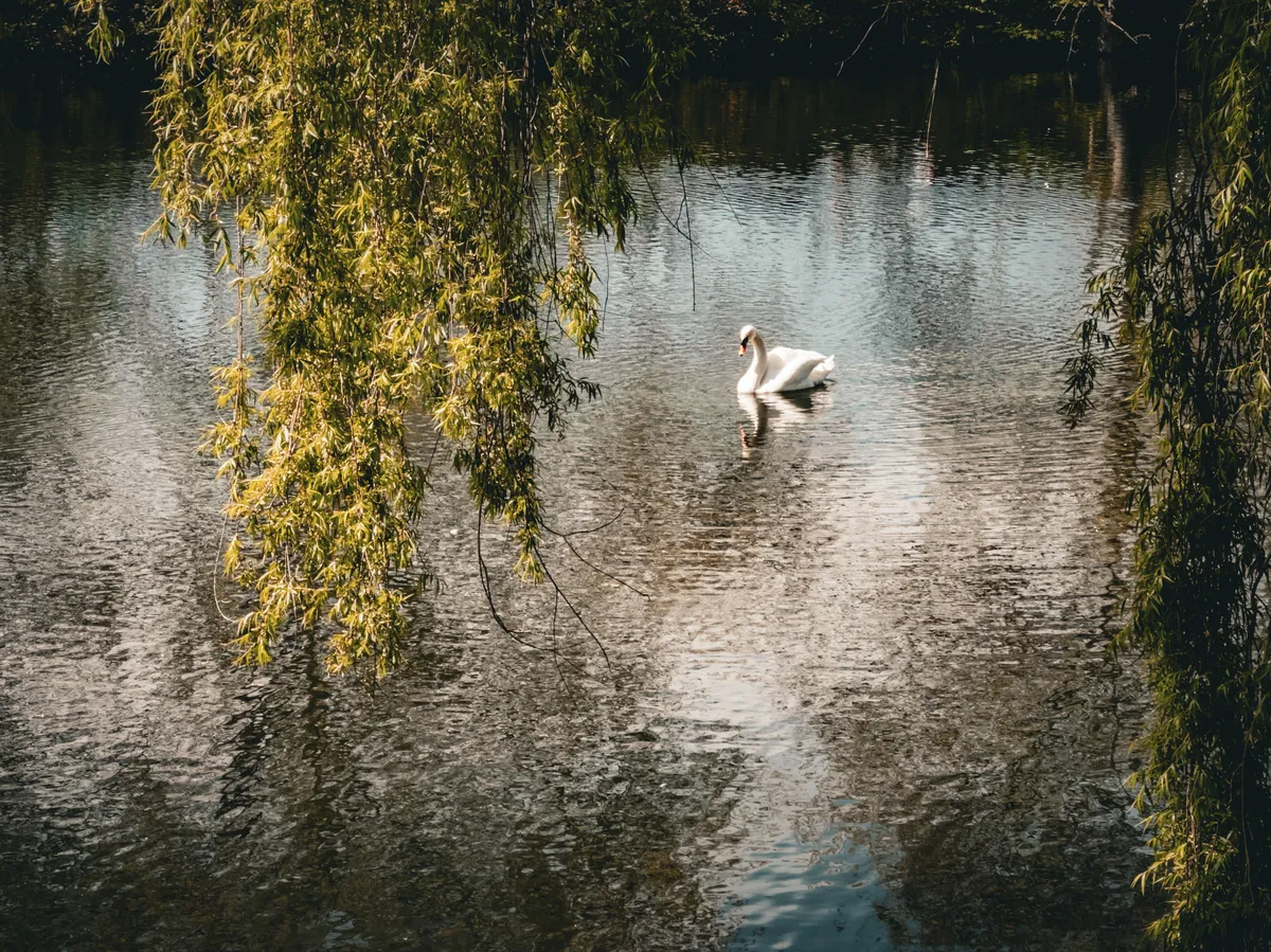 Swan