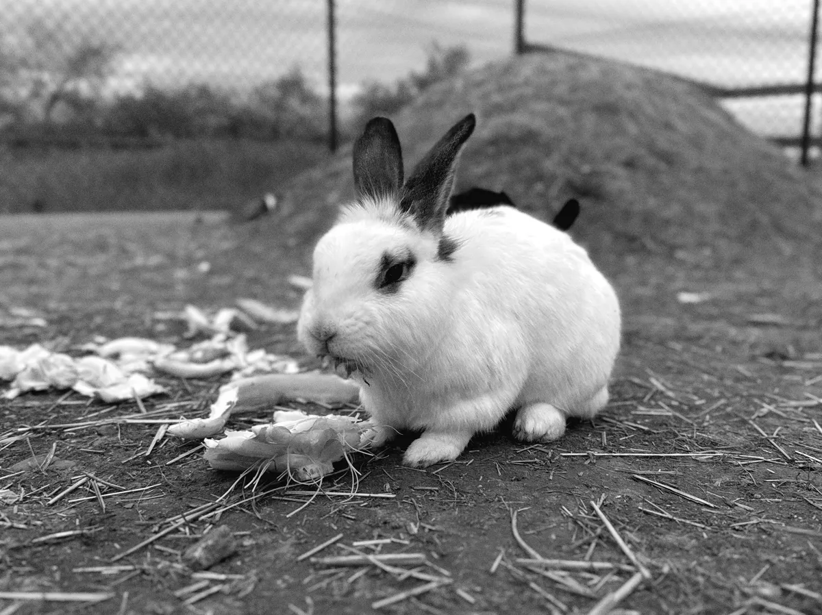 White rabbit