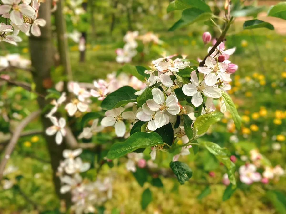 Apple blossom