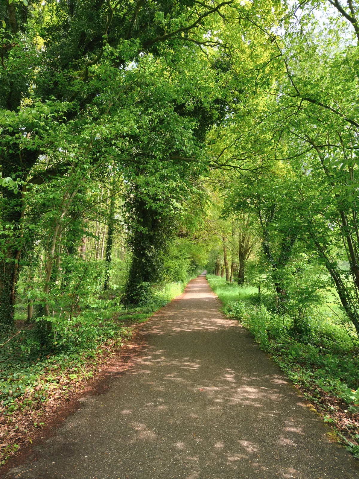 Path through the forest