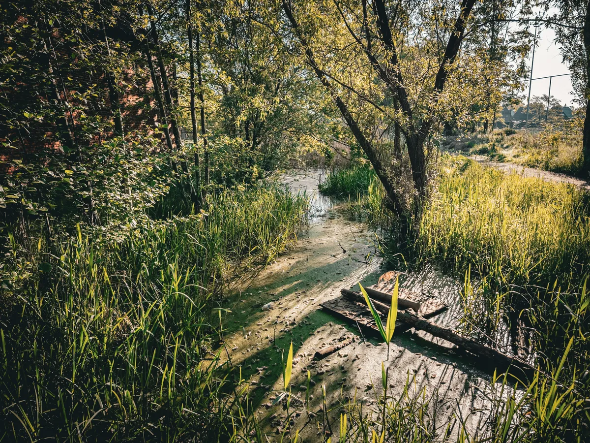 Ditch