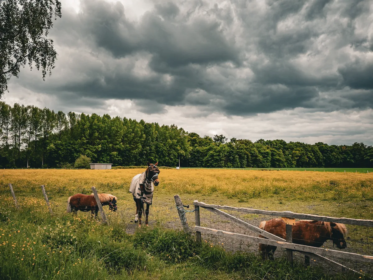 Horses & buttercup