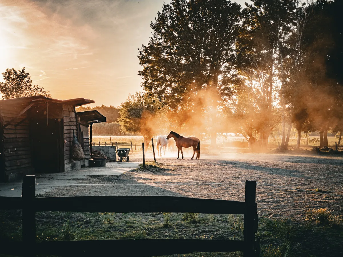 Dusty horse