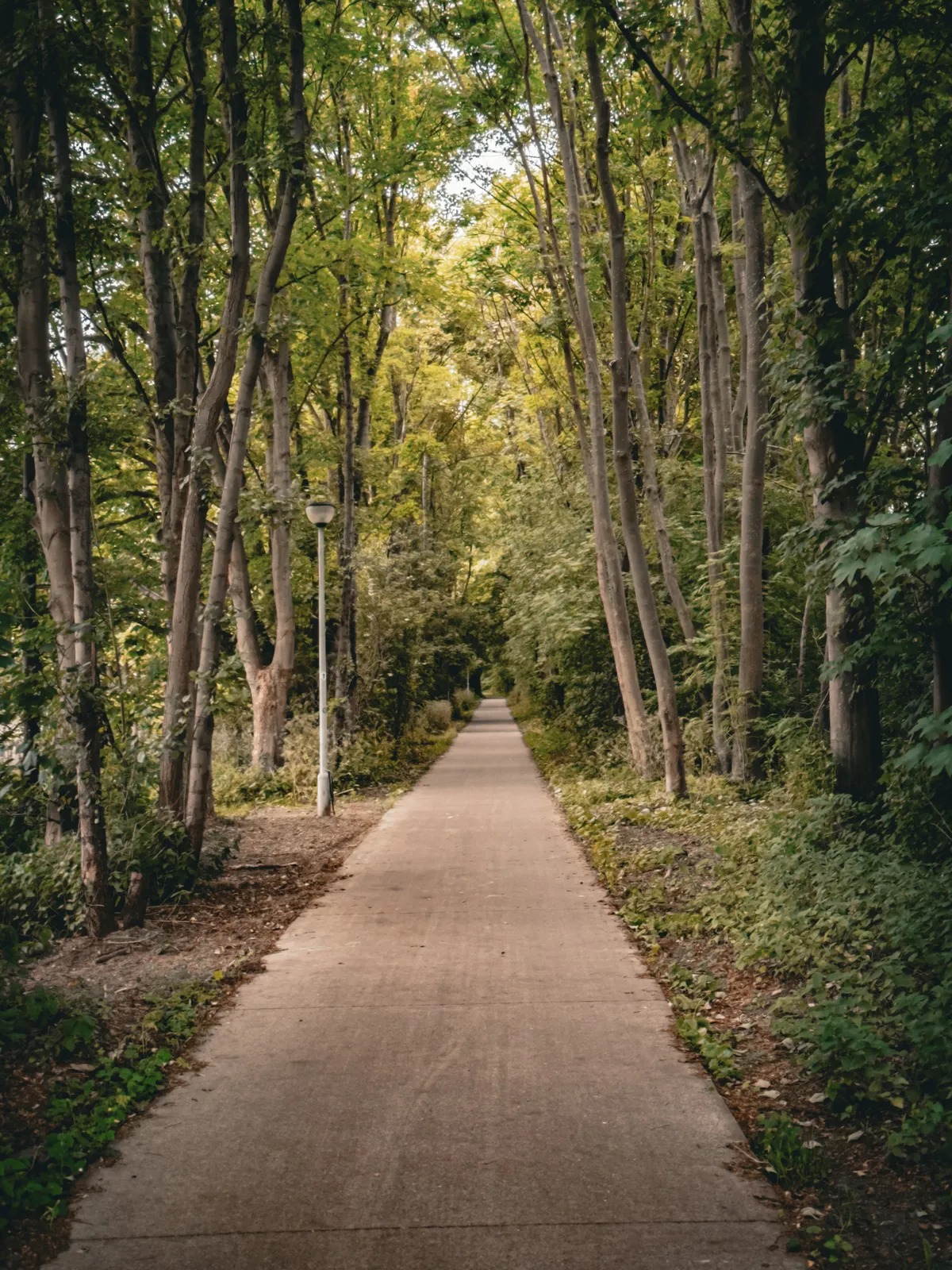Morning communite - bike path through the woods