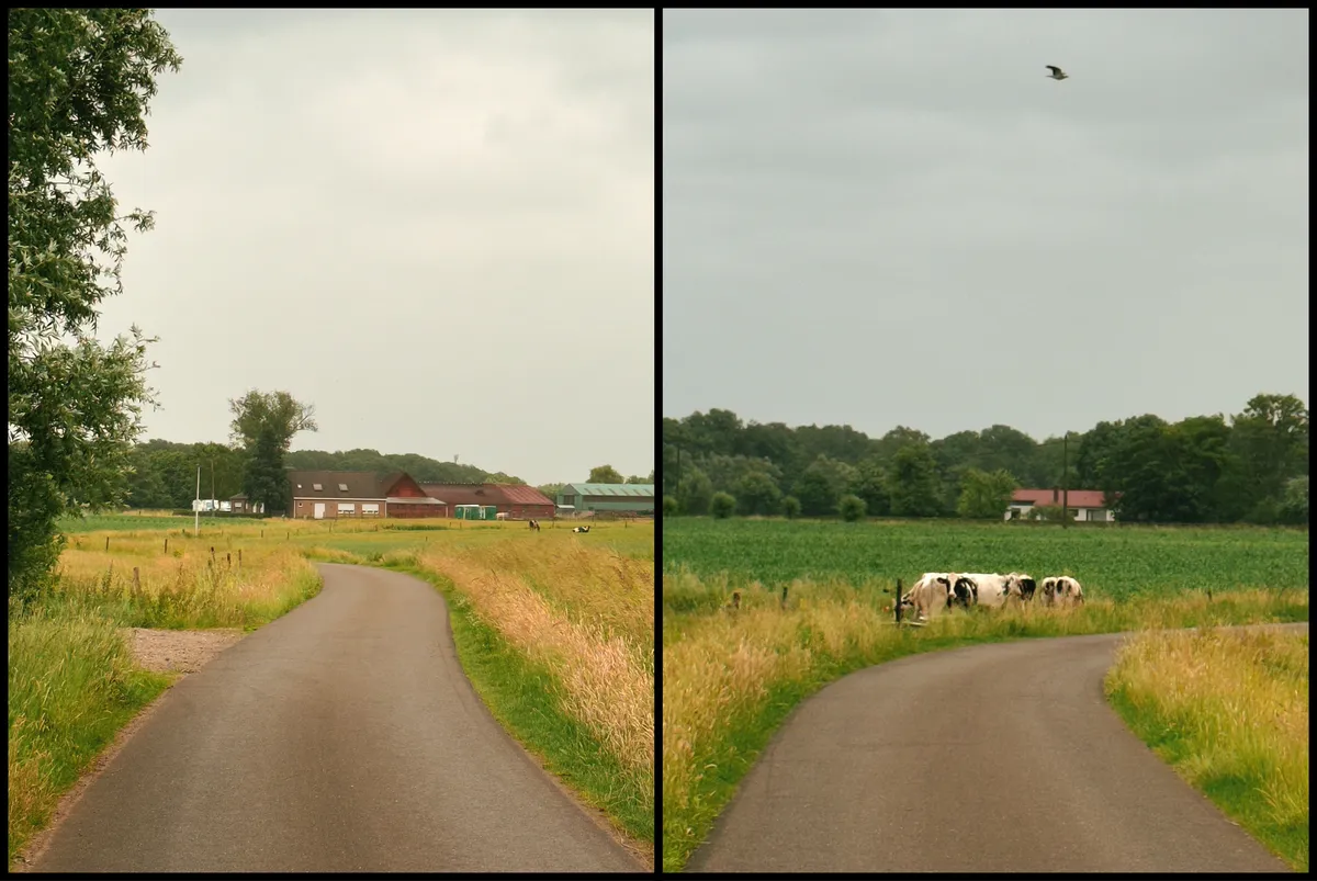 Path and cows