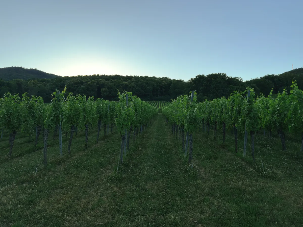 Wine field