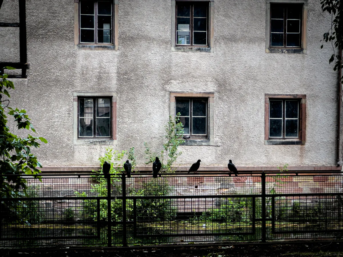 Pigeons