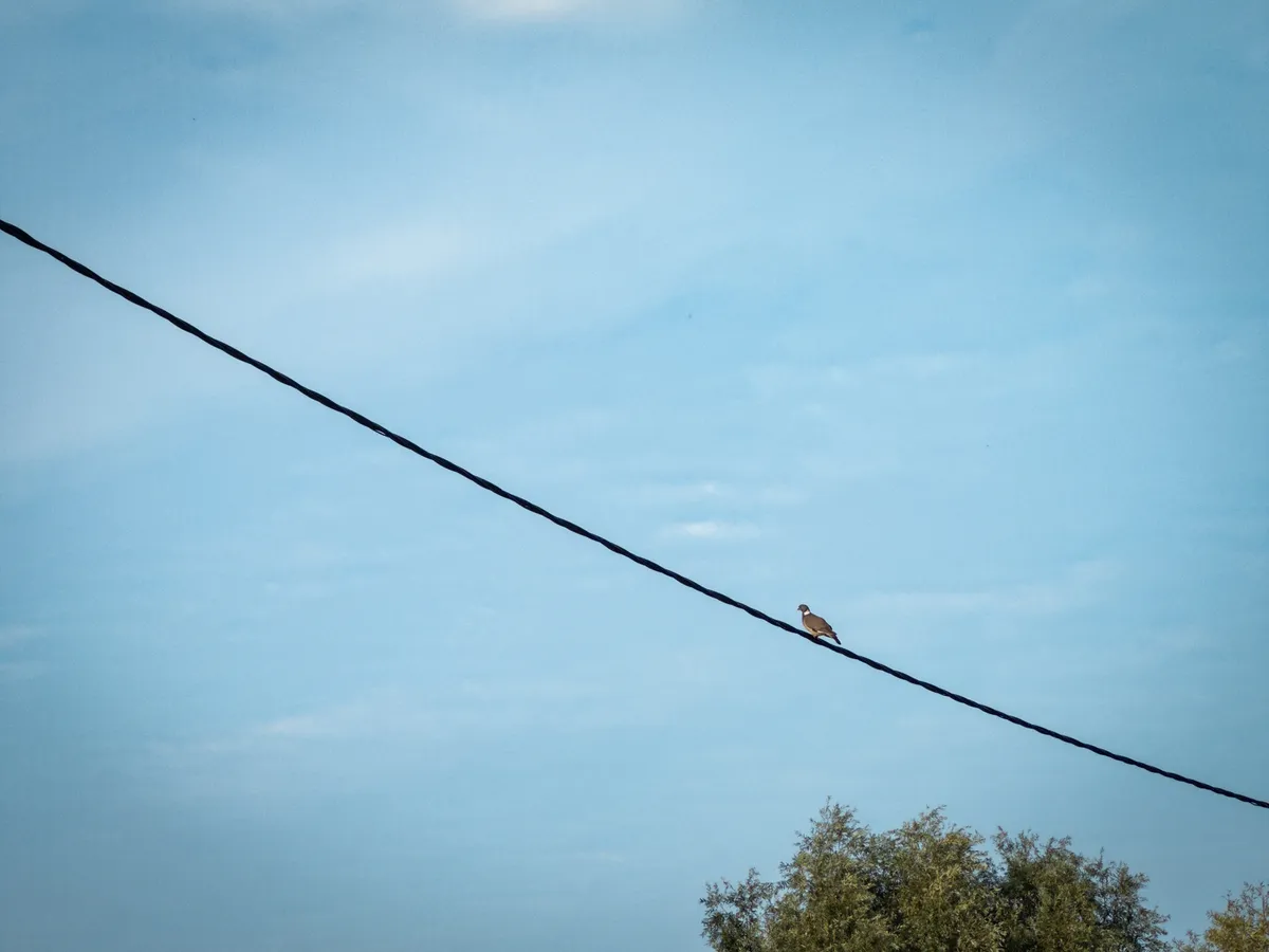 bird on a wire
