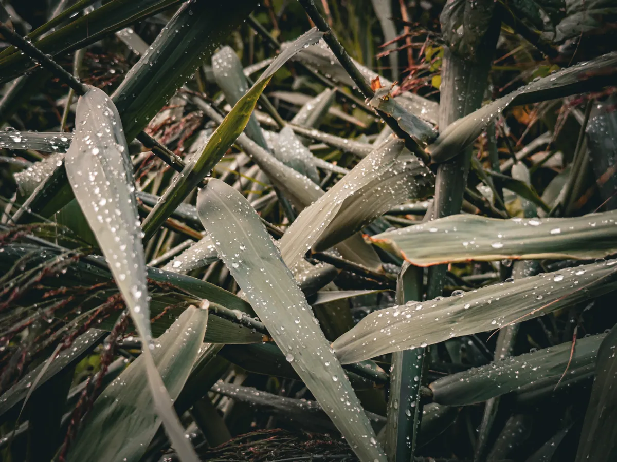 Droplets on leafs