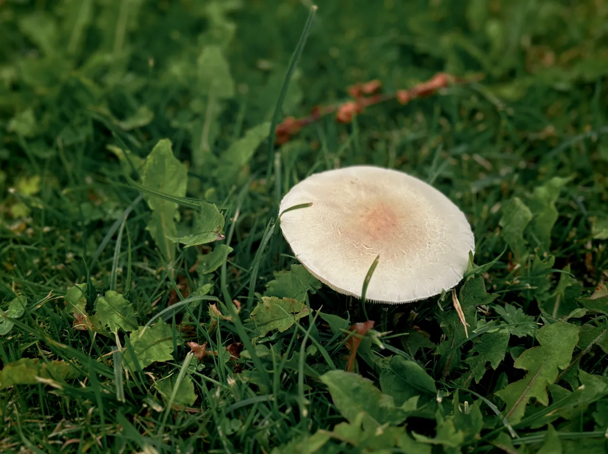 large white mushroom