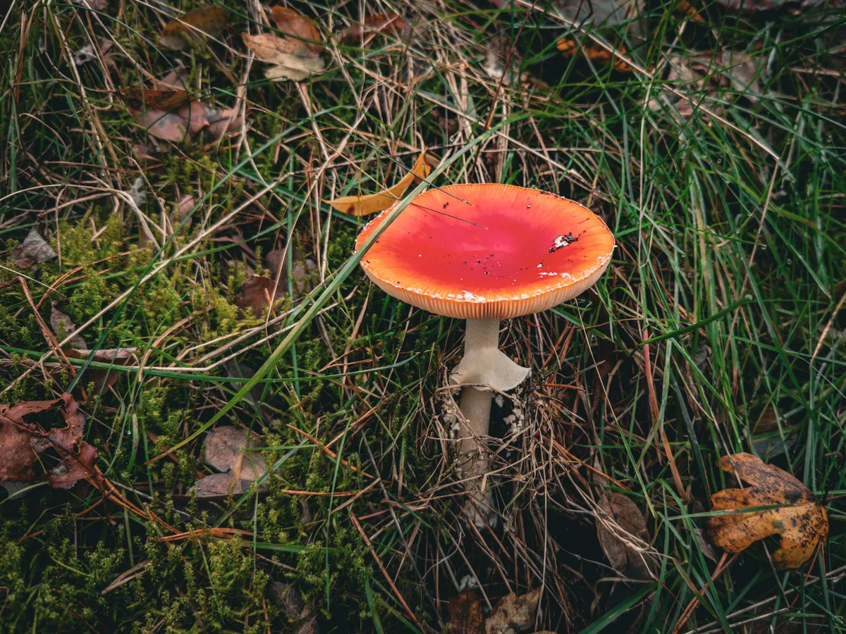 Red mushroom