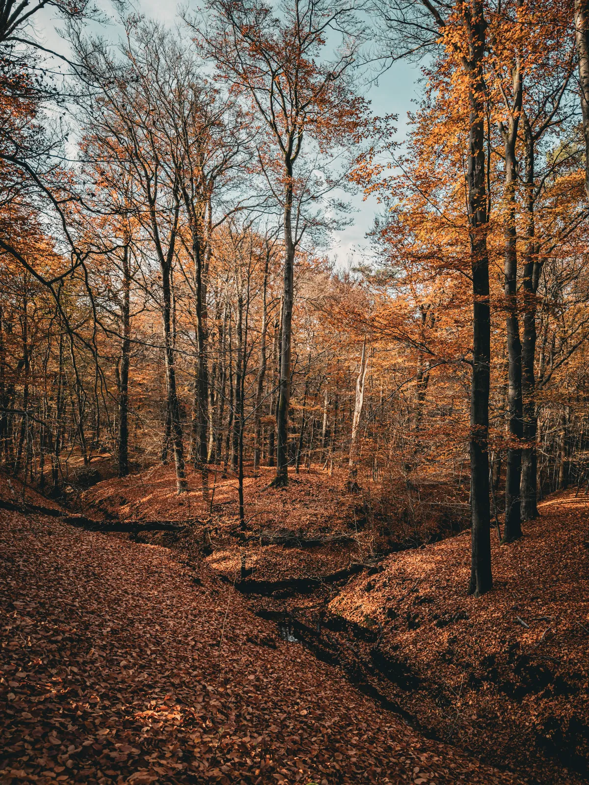 Trees and orange leafs