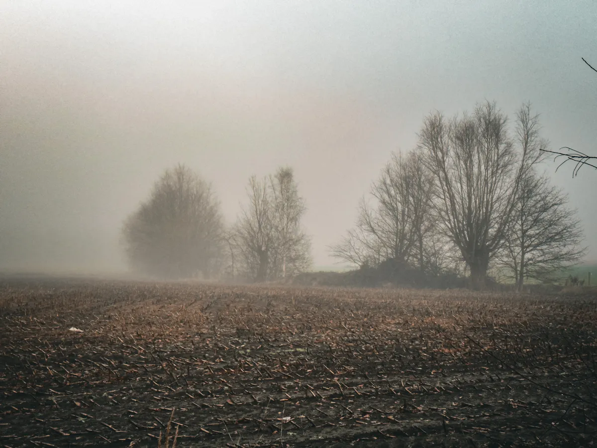 Field in fog