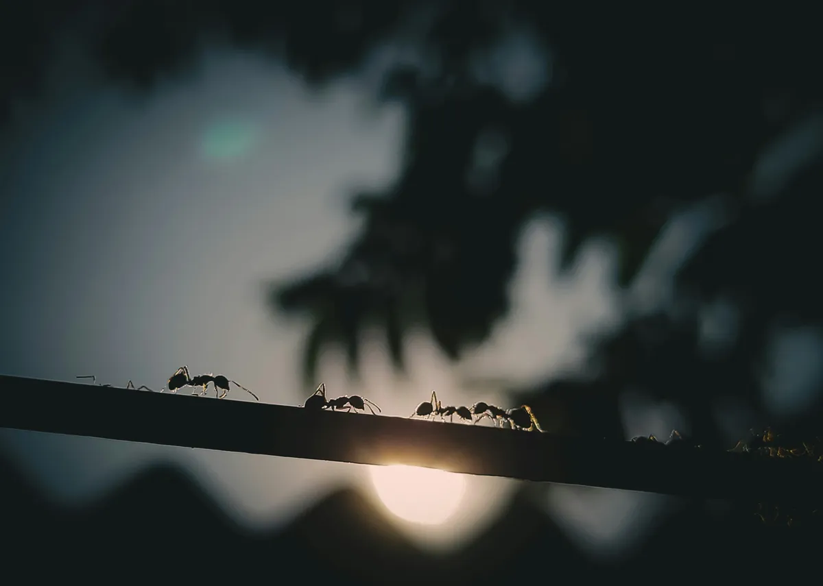 “ants-on-a-log"