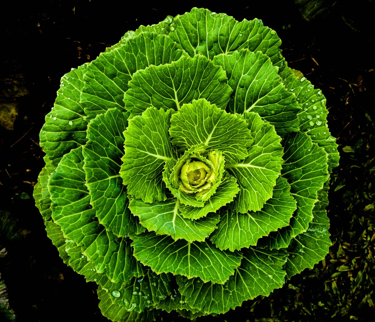 “lettuce"
