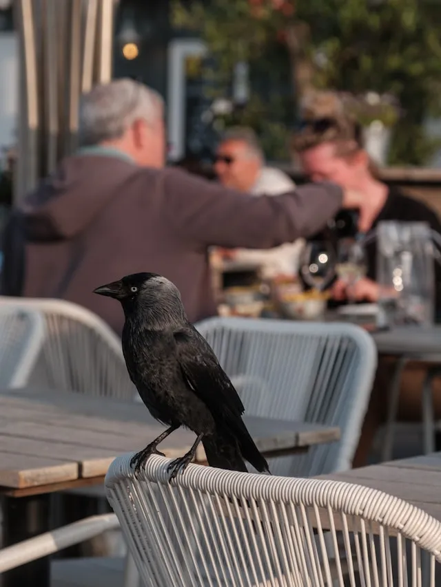 “bird-at-outdoor-dining"