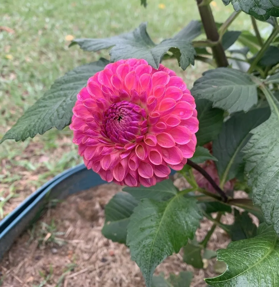 flower-home