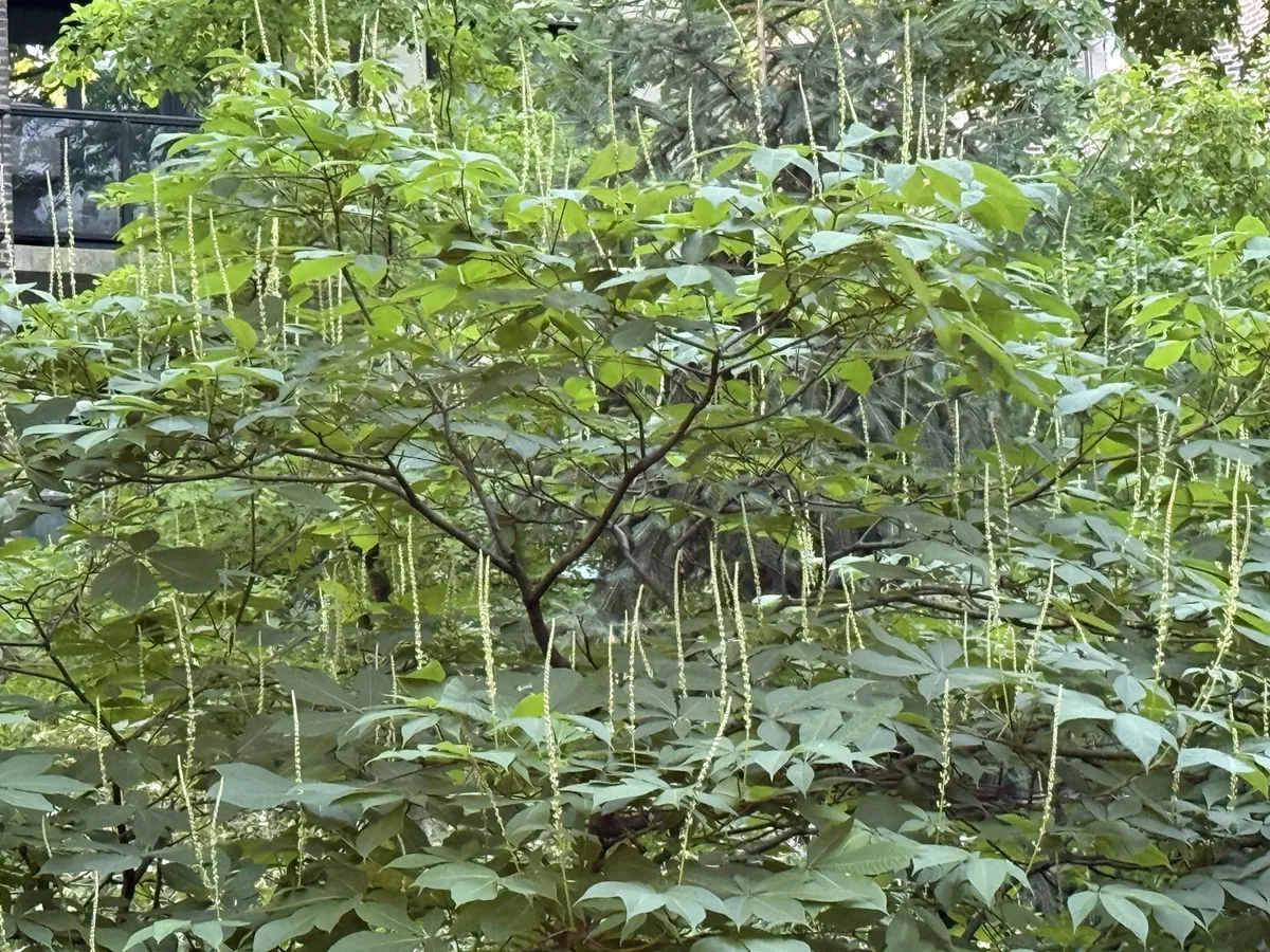 bottlebrush buckeye bloom