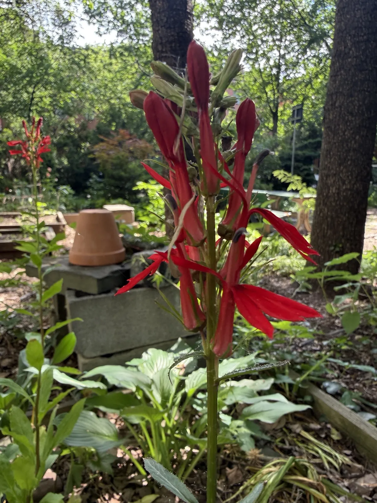 cardinal flower bloom