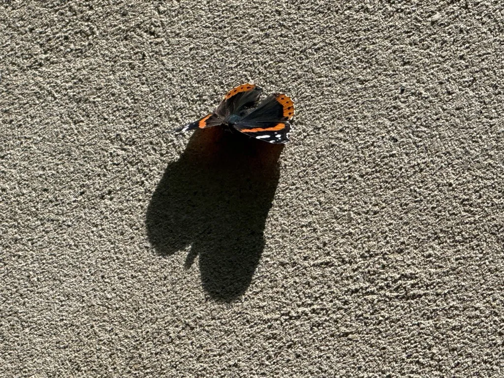 Red admiral butterfly