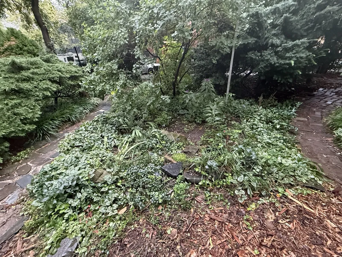 Initial state of the site