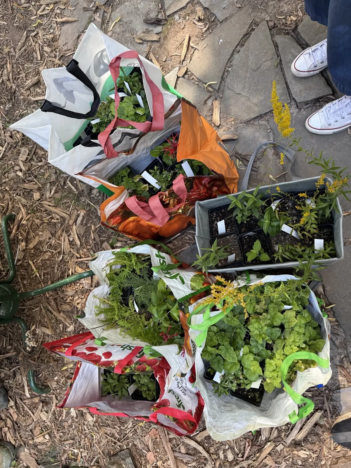 Plugs from the nursery