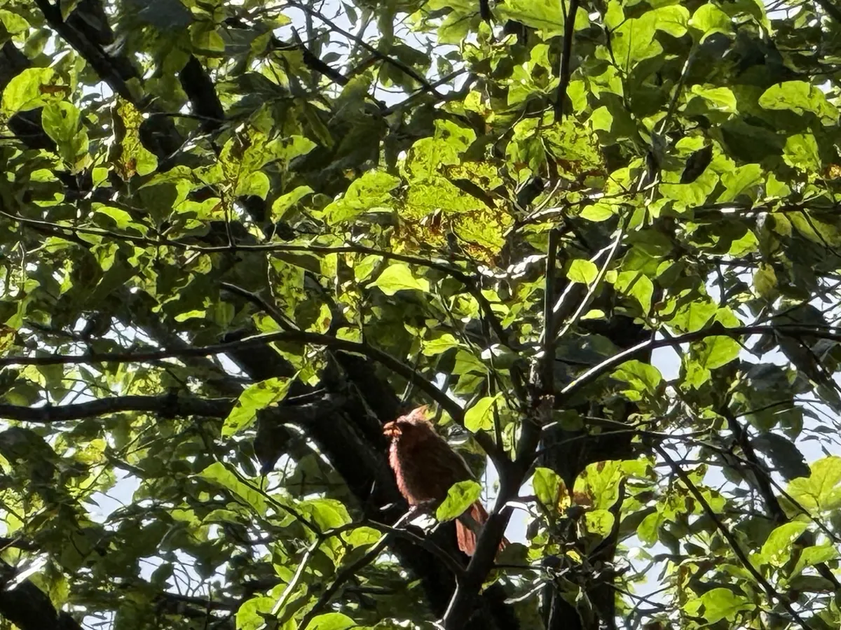 A robin cheering us on