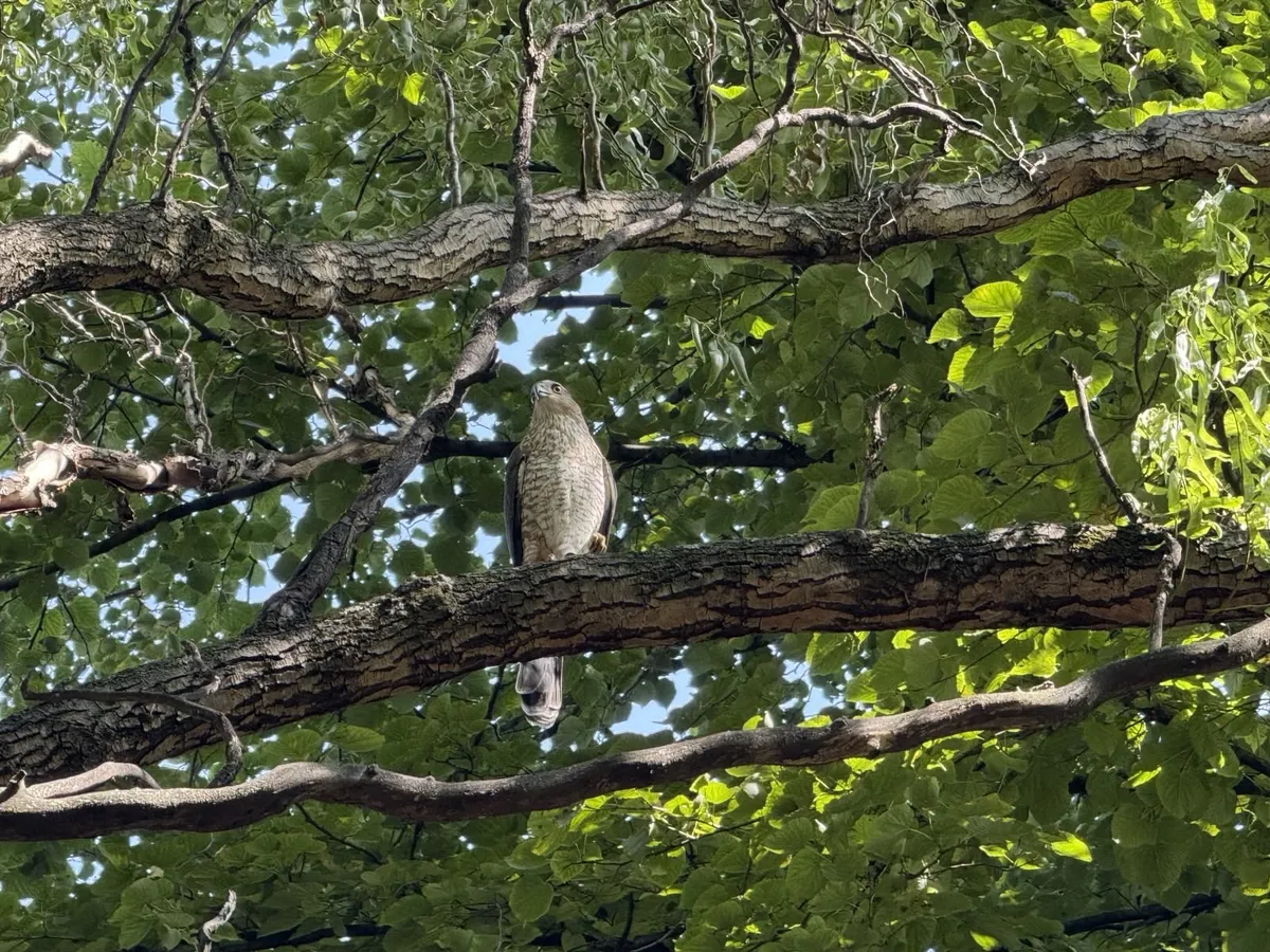Cooper's Hawk