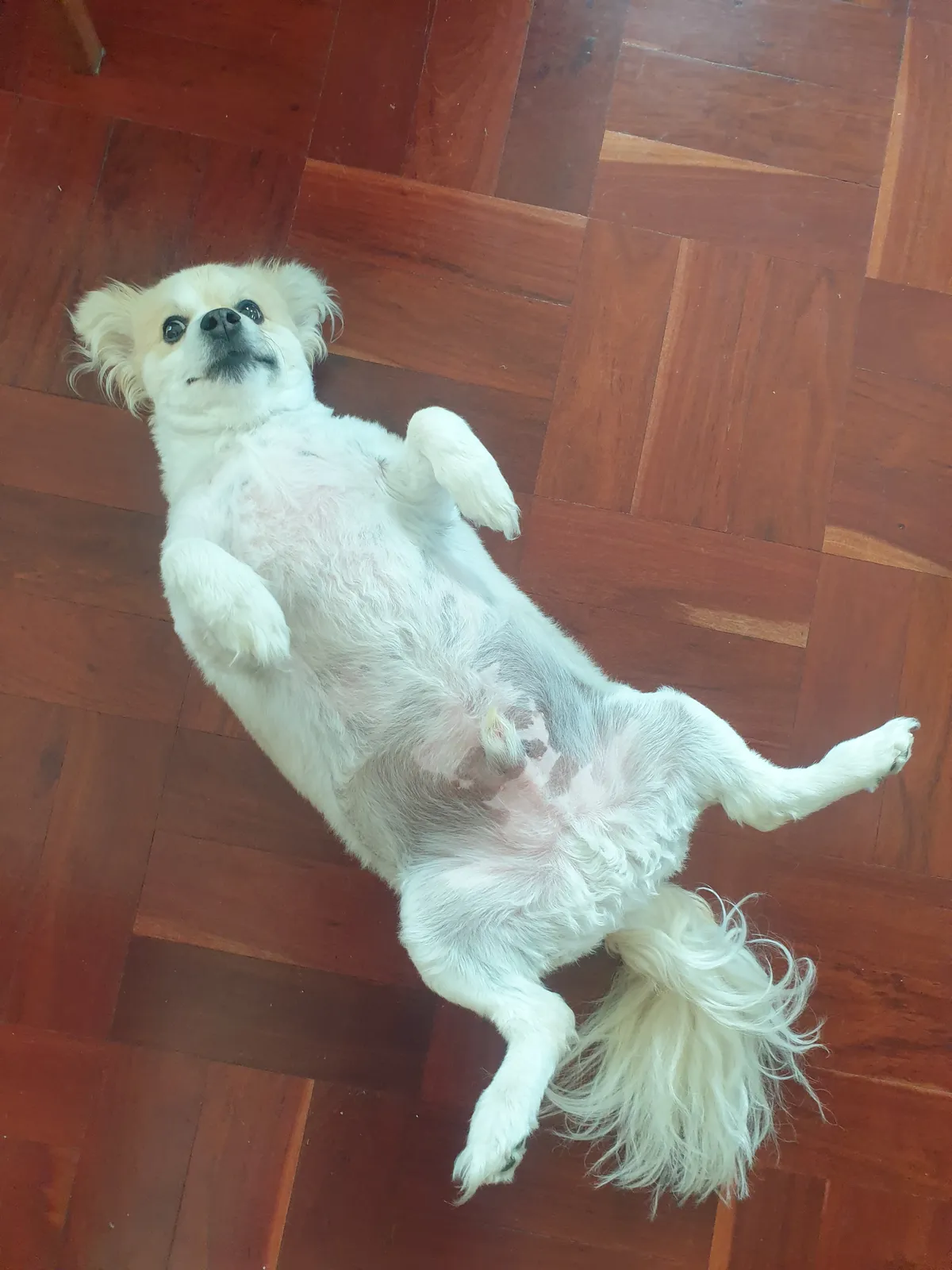CuteLittleDoggy