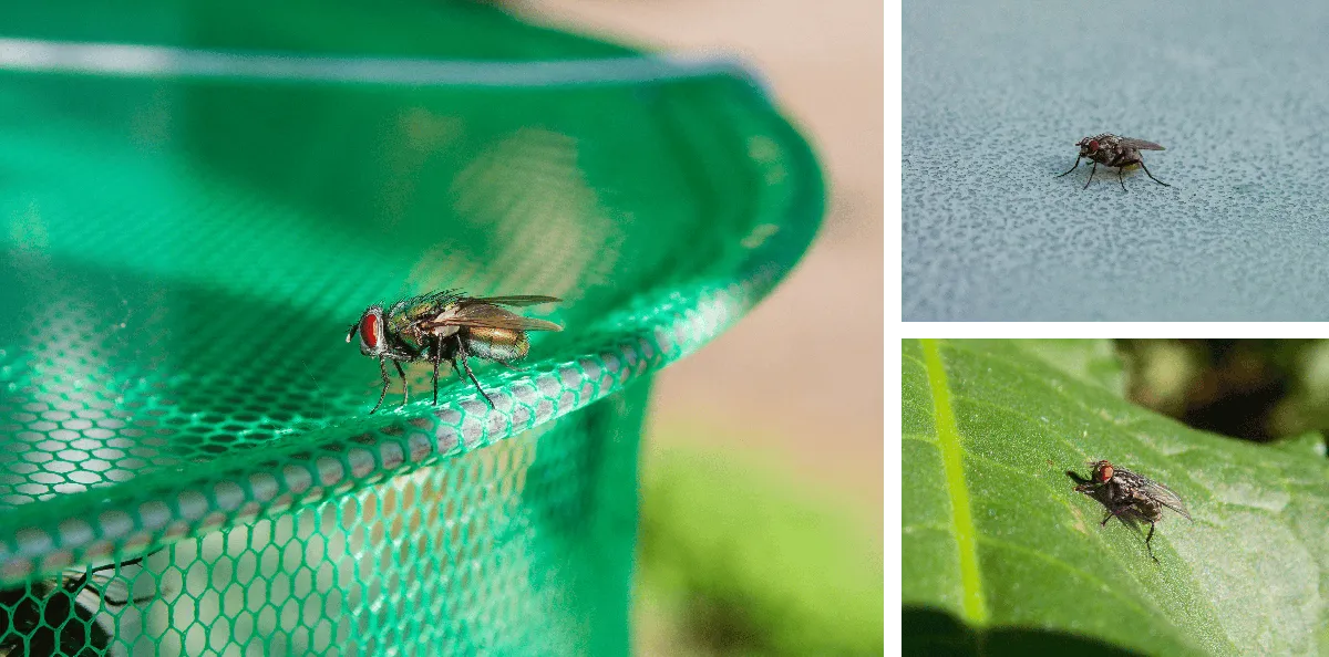 some_flies