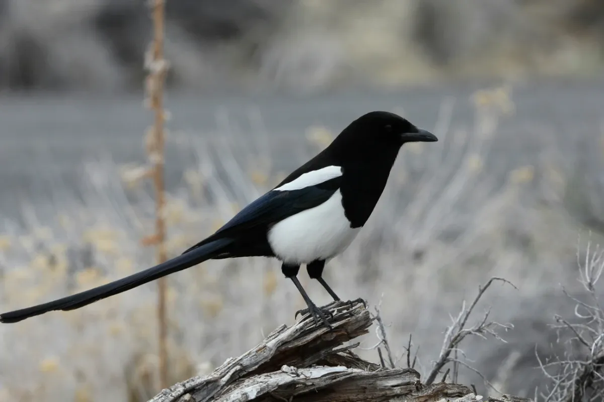 Magpie