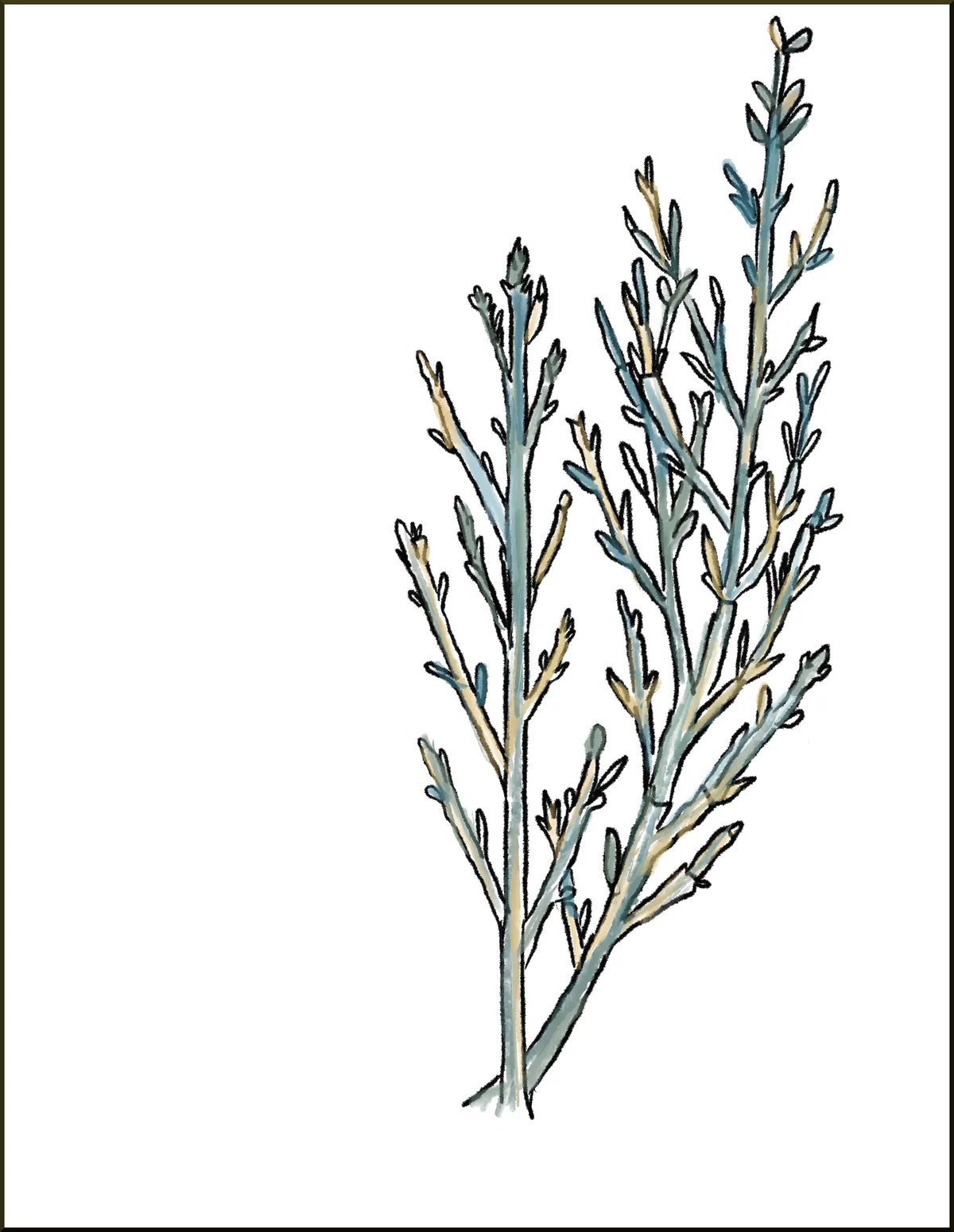 halophytewborder