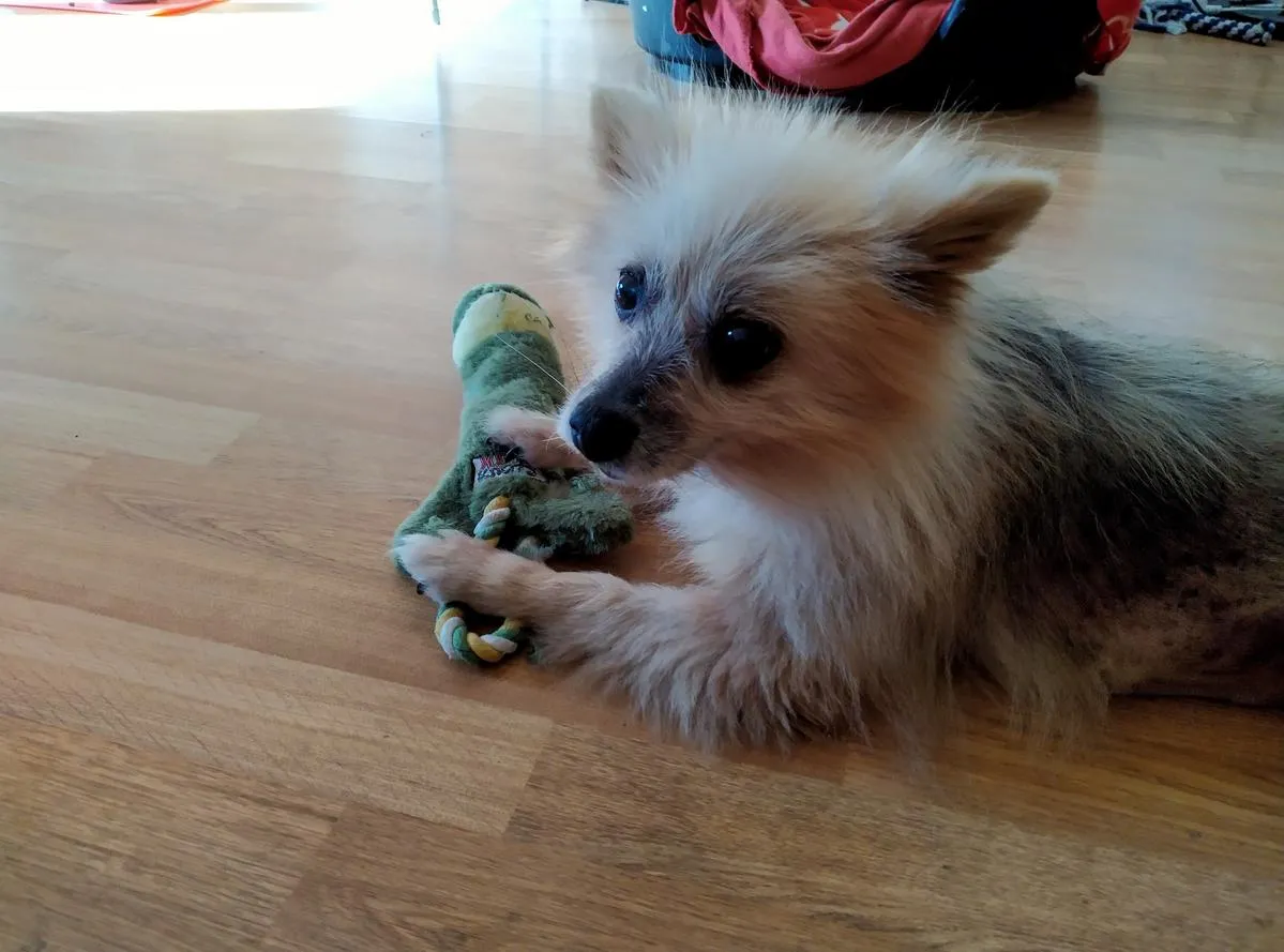 wilma_with_toy_early_days_jpeg