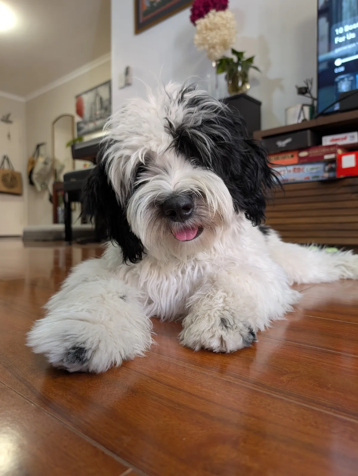 Cosmo The Dog