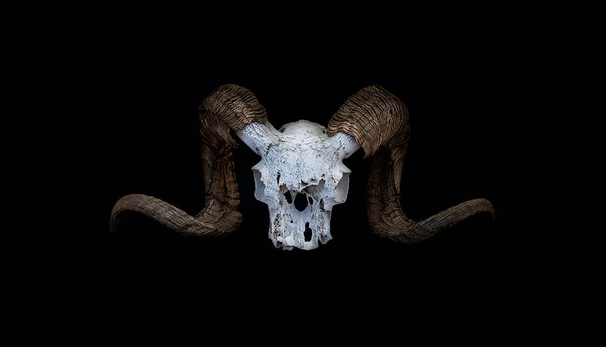 Goat Skull