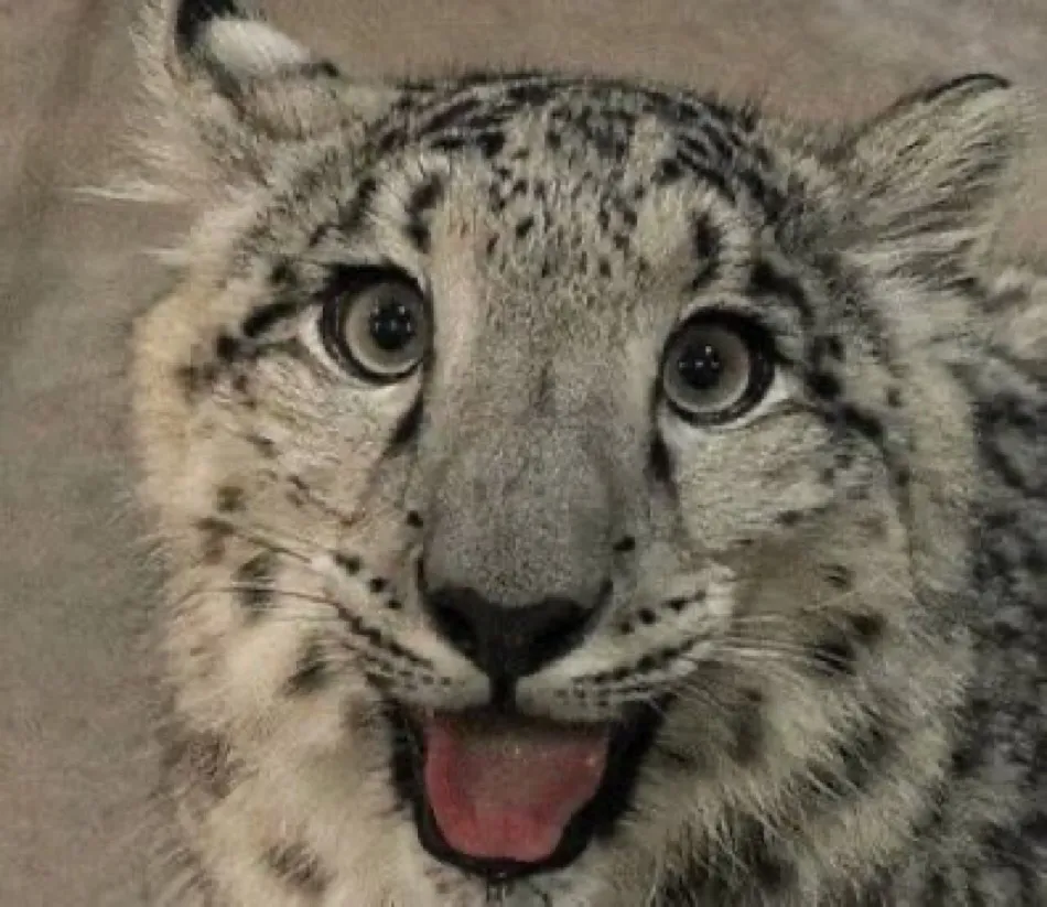 Smiling snow leopard