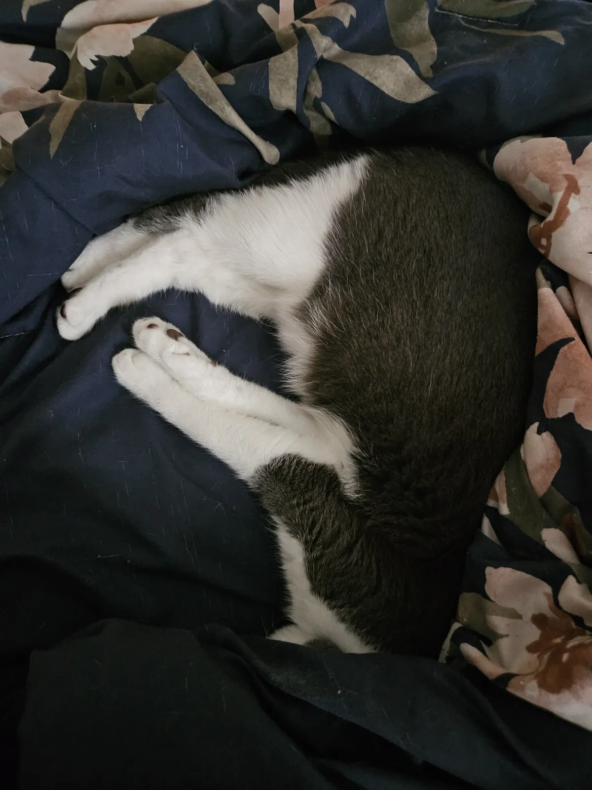 A dark-lit photo of a white and gray tuxedo cat sleeping in a heap of covers. Her legs are stretched out silly, without a clear view of her head.