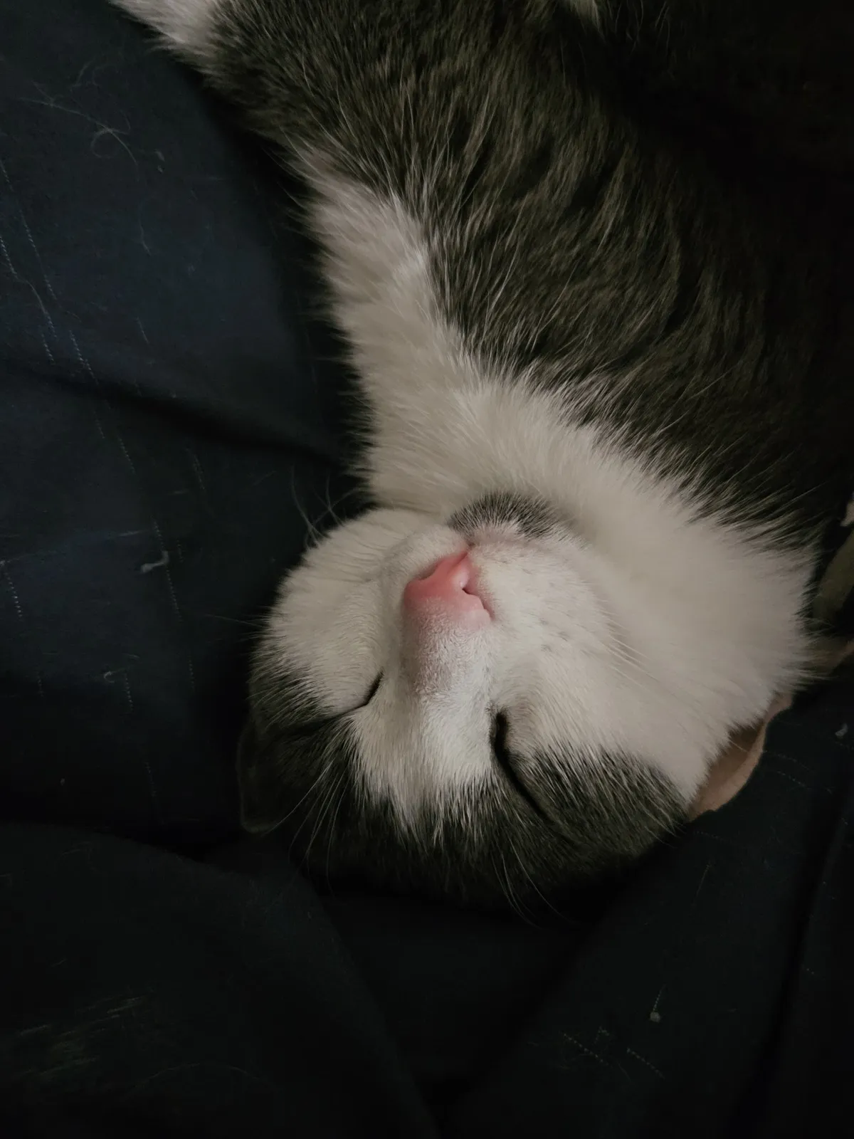 The upside-down face of the white and gray tuxedo cat, sleeping happily! Her nose is a bright pink, and her eyes are shut tightly.
